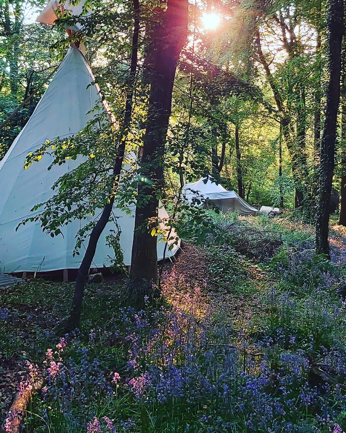 Tipi in a woodland
