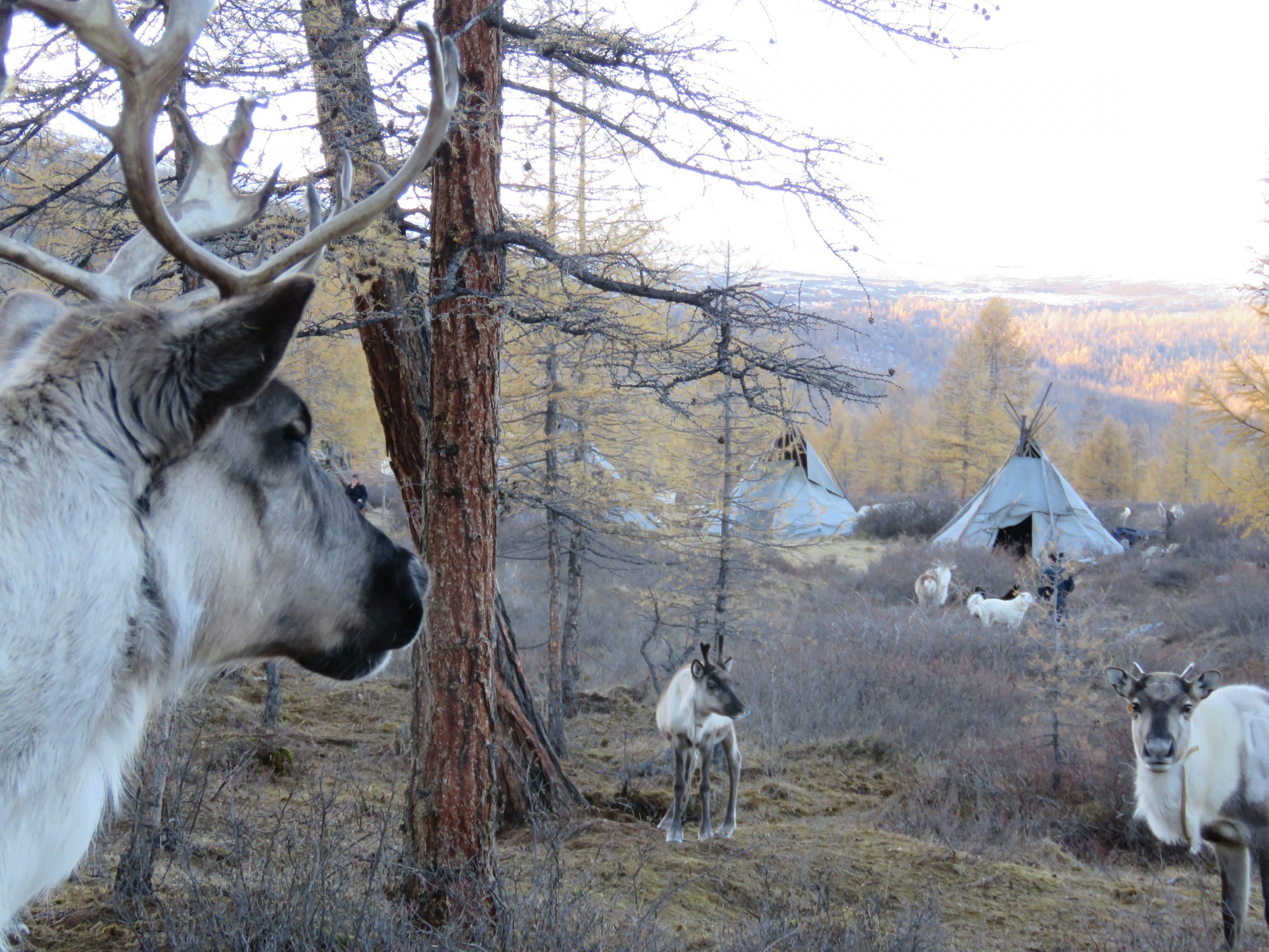 Tsataan reindeer herder Mongolia